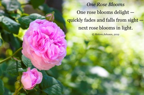 One Rose Blooms